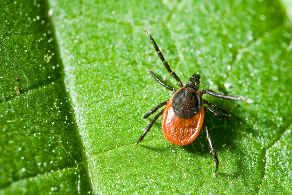 Ticks: What  you should know