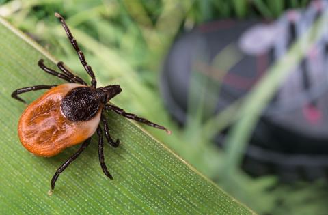 Protecting You and Your Pets from Ticks