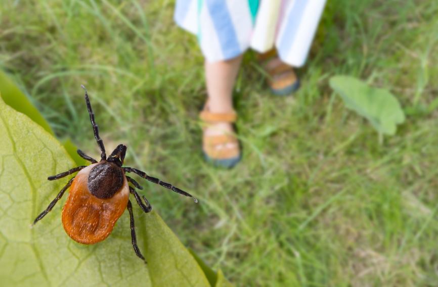Tick Prevention Tips