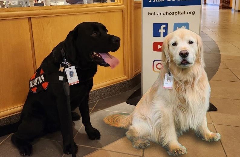 Pet Therapy Dogs